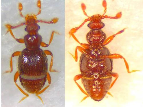 Bythinus burrellii